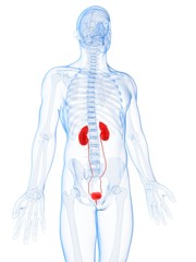 3d rendered illustration of the male kidneys