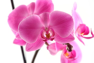 Plakat różowa orchidea bliska