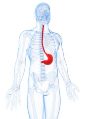 3d rendered illustration of the male stomach