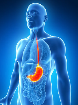 3d rendered illustration of the male stomach