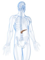 3d rendered illustration of the male pancreas