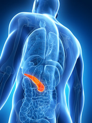 3d rendered illustration of the male pancreas