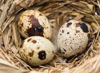 Naklejka na ściany i meble Egg in the nest