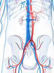3d rendered illustration of the human vascular system