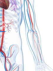 3d rendered illustration of the human vascular system