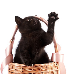 Black kitten in a wattled basket with a ribbon