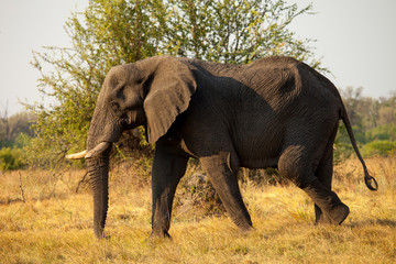 Large African Elephant