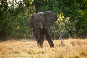 Fototapeta premium Large African Elephant