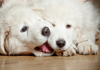 fluffy puppies