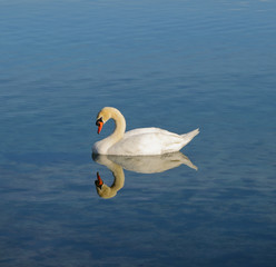 Cigno