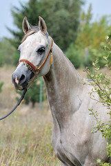 arabian 2 © P.CH.