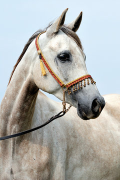 arabian 1