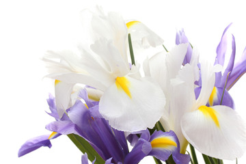 Beautiful bright irises isolated on white