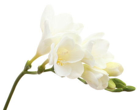 Beautiful freesia isolated on white