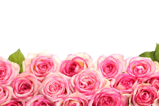 beautiful bouquet of pink roses isolated on white