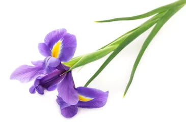 Garden poster Iris Purple iris flower, isolated on white