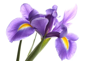 Deurstickers Iris Paarse irisbloem, geïsoleerd op wit