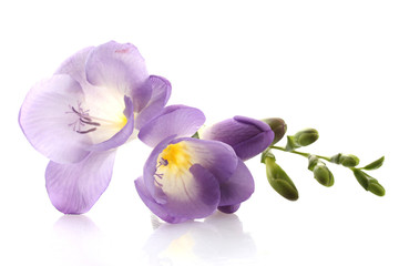 Purple freesia flower, isolated on white - obrazy, fototapety, plakaty