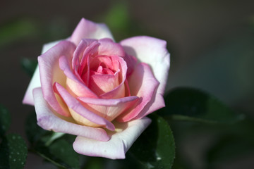 Pink rose