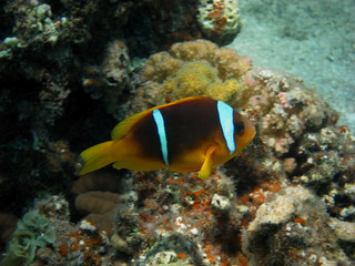Fototapeta na wymiar side anemonenfisch
