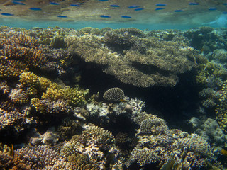 verschiedene korallen