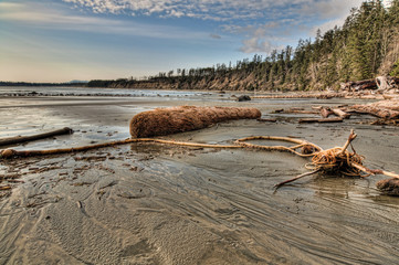 Logs and sea debris on beach with forest