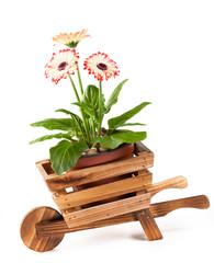 Decorative wooden wheelbarrow with flowers