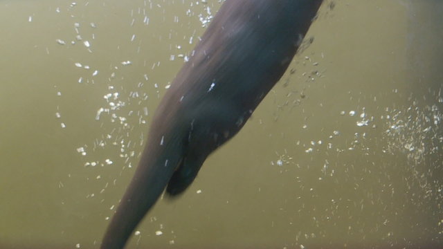 Tauchender Fischotter