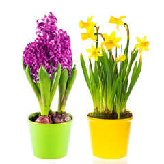 beautiful spring narcissus and hyacinth flowers in pot - obrazy, fototapety, plakaty