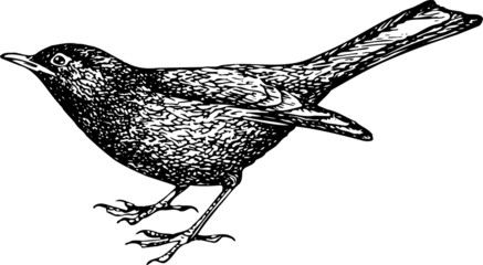 Eurasian Blackbird (Turdus merula) - obrazy, fototapety, plakaty