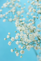 Gypsophila (Baby's-breath flowers) © Melica
