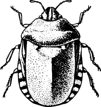 Bedbug (Eurygaster integriceps)
