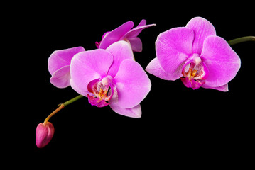Naklejka na ściany i meble piękna różowa orchidea oddział samodzielnie na czarnym tle