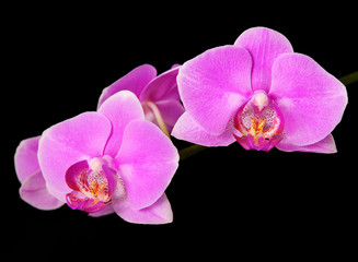 Fototapeta na wymiar piękna różowa orchidea oddział samodzielnie na czarnym tle