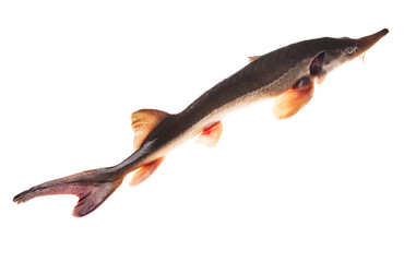 Sturgeon isolated