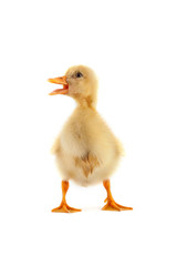 A yellow duckling isolated on a white background