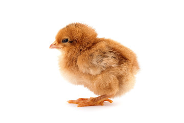 The yellow chick on a white background
