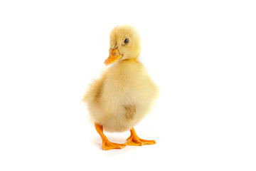 A yellow duckling isolated on a white background