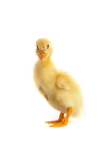 A yellow duckling isolated on a white background