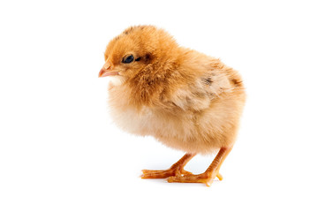 The yellow chick on a white background