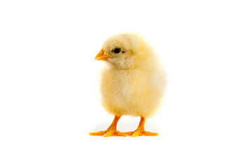 The yellow chick on a white background
