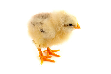 The yellow chick on a white background