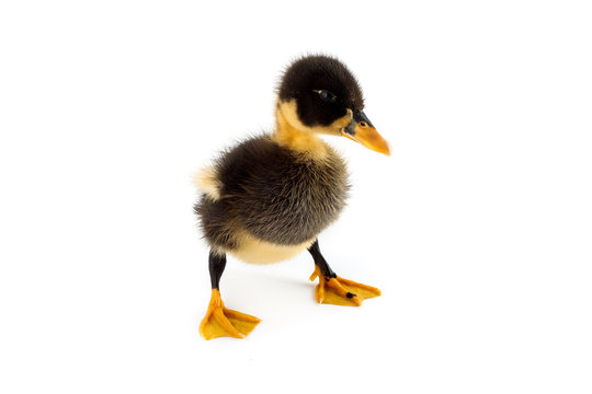 A duckling isolated on a white background