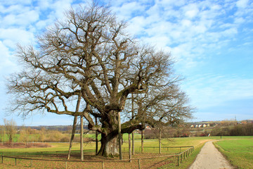 Alter Baum im Winter