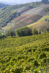 Autumnal landscape of vines and hills in Langhe. Piedmont, Italy