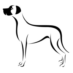 Vector image of an dog (great dane) on white background