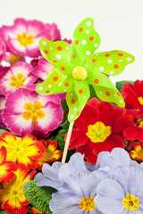 Blumen -  Deko
