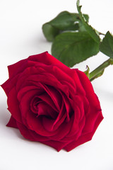 Red Rose