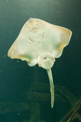 Ray in a dutch aquarium