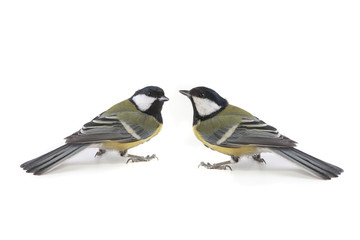 titmouse